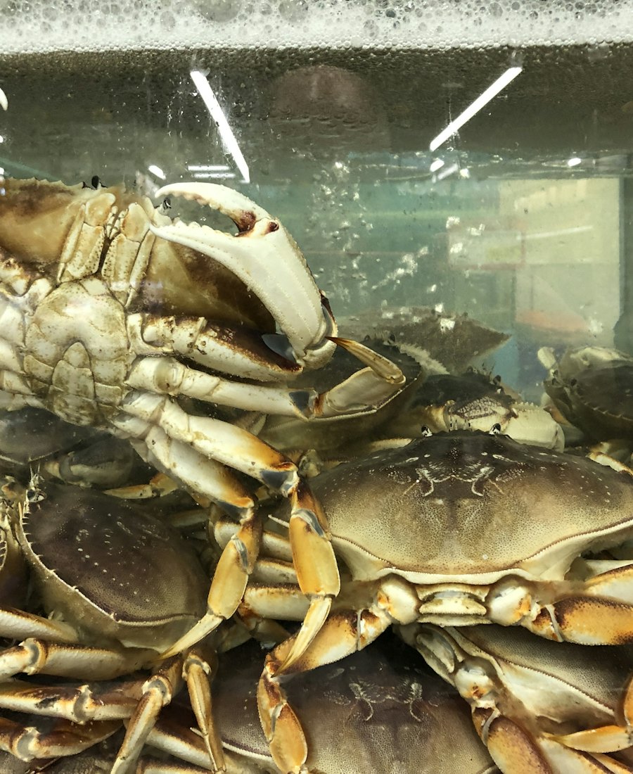 Dungeness crab stacked in the holding tank.