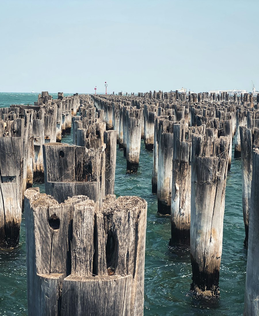 Old pier pilings standing in the water.
