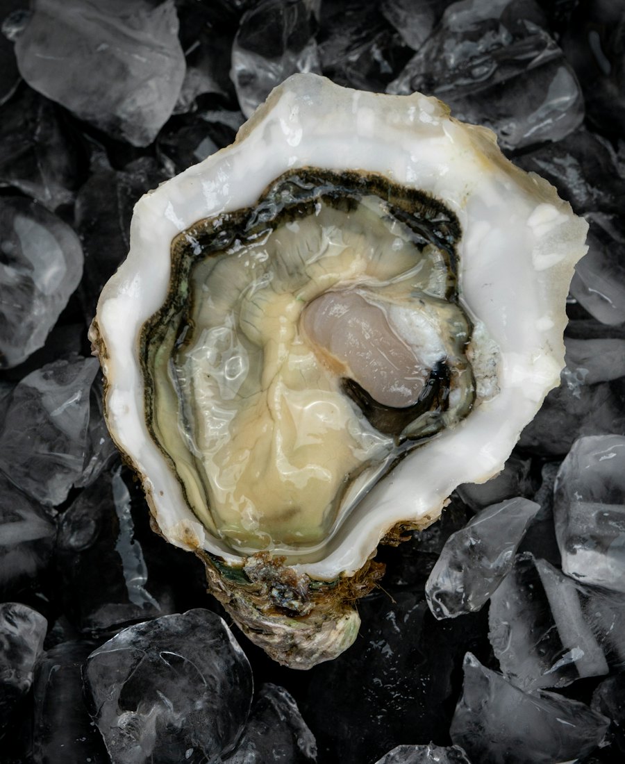 A single Kumamoto oyster, opened, on crushed ice.