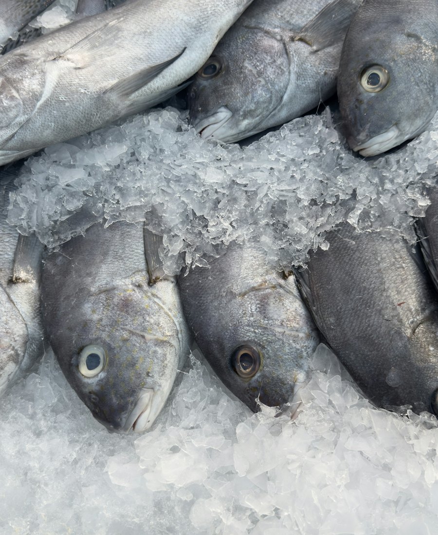 Whole rockfish laid out on ice.